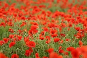 Symbols of Remembrance