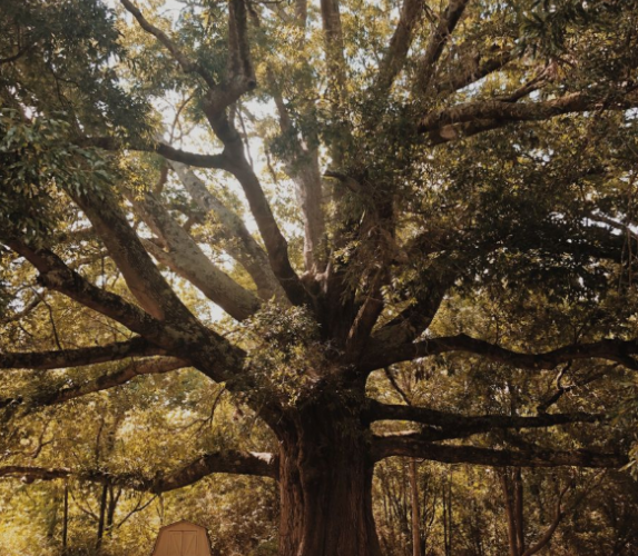 Oak (Contest Winner)