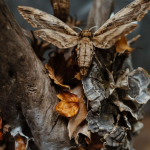 The Memory of Decay