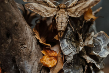 The Memory of Decay